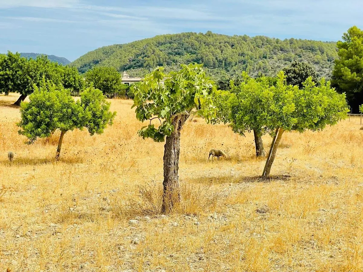 Wunderschoene Finca Alcudia Mit Wlan Und Heizung Spanien